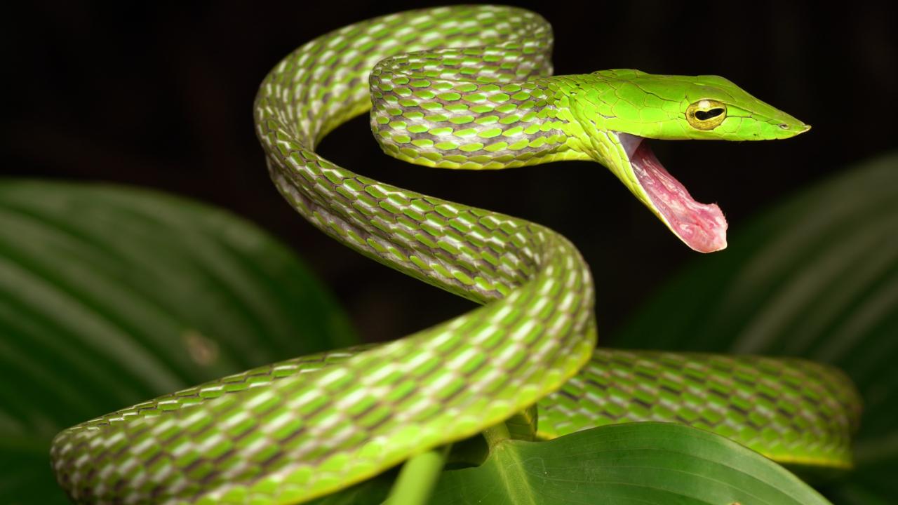 Common Vine Snake: The Masters of Camouflage! there is no other description that can be given to this stunning reptile group. The slim, green body can be easily confused with a branch or a plant vine. Almost 10 species of vine snakes are found in Western Ghats, and are separated by geographical and climatic features