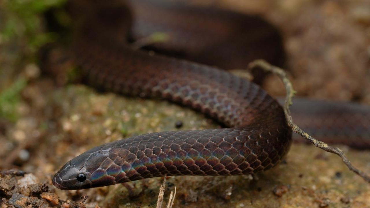 Anamala Wood Snake: This species is a very recent discovery of science. Found only in the Anamala hills, the Anamala Wood Snake got recently discovered in 2020. Being a ‘wood snake’, it is rare to catch a glimpse of this snake on ground in Munnar