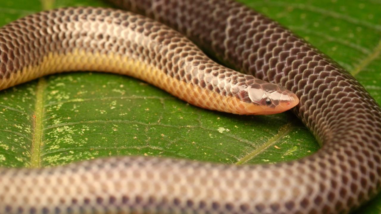 Shield-Tailed Snake: Many of us might have seen snakes going inside a hole in the ground, but can you imagine a snake living inside the ground for most of their life? This elusive group of snakes comprises over 50 species and are evolved to move and hunt inside the soil. One can see them out during heavy rains, if they are lucky enough