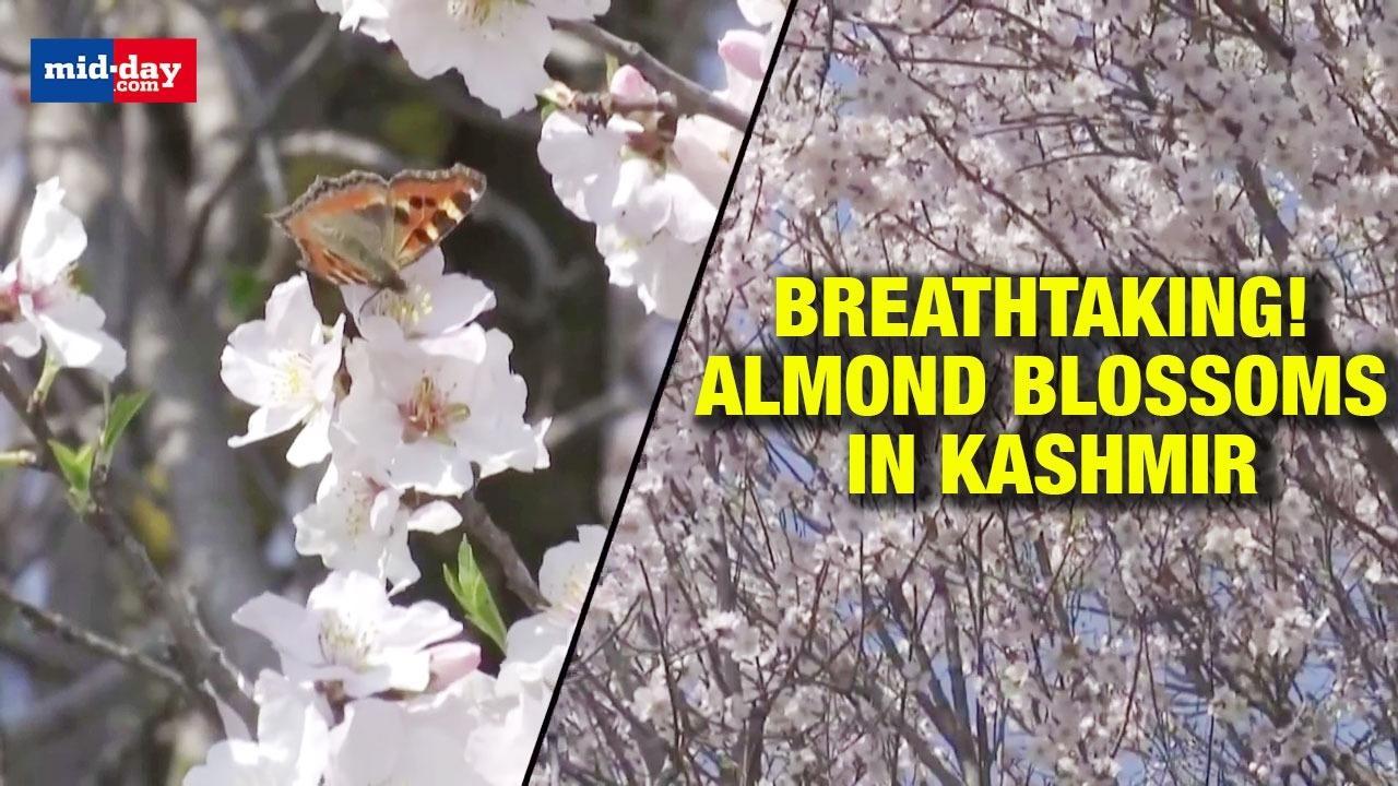 Don’t Miss Out These Beautiful Almond Blossoms In Kashmir