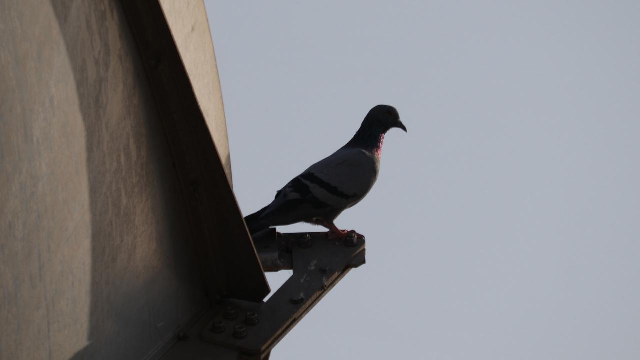 Suspected spy pigeon with devices fitted on leg caught in Odisha