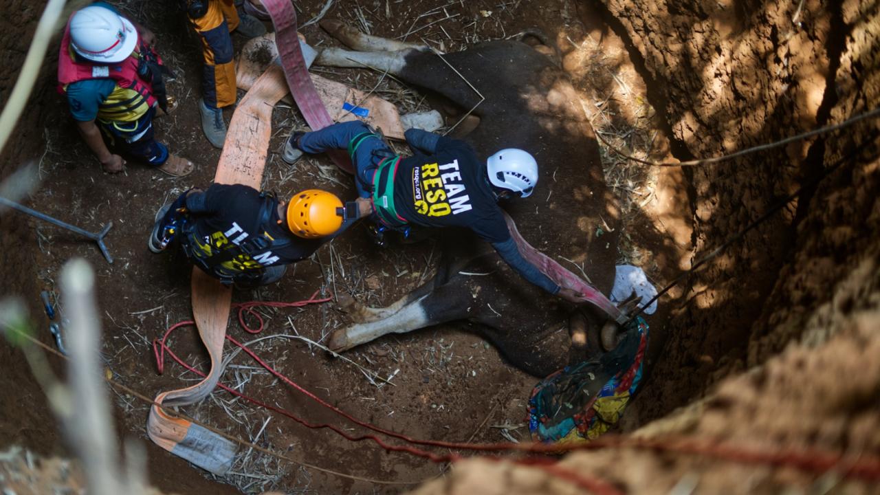 An Indian Gaur had fallen down a dry well near Mahabaleshwar in 2022. The wildlife rescuers from RESQ, a Pune-based welfare organisation arrived on time to save the animal. The rescuers climbed down the well to fix the lifting straps around its body. The straps were connected to the crane and the Gaur was pulled out and rescued successfully