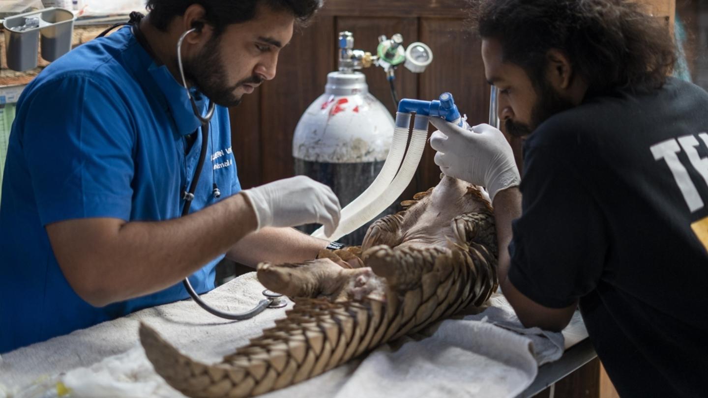 Indian Pangolin undergoing treatment at the RESQ Wildlife Transit Treatment Centre, Pune after being seized from illegal trafficking by the Pune Forest Department. As per The International Union of Conservation of Nature, Pangolins fall under the endangered category of globally threatened species