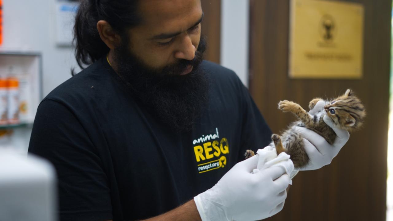Rusty Spotted Cat undergoing medical examination by a veterinarian at a medical center in Pune. Here the cat is rehabilitated, fed and released back into its natural habitat after full recovery