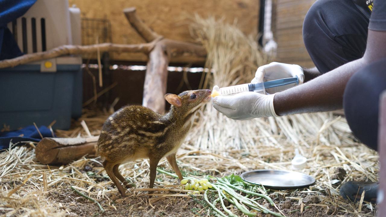 A mouse deer fawn under orphan rehabilitation at the Transit Treatment Center in Pune. Here the mouse is given a fluid diet till they recover fully