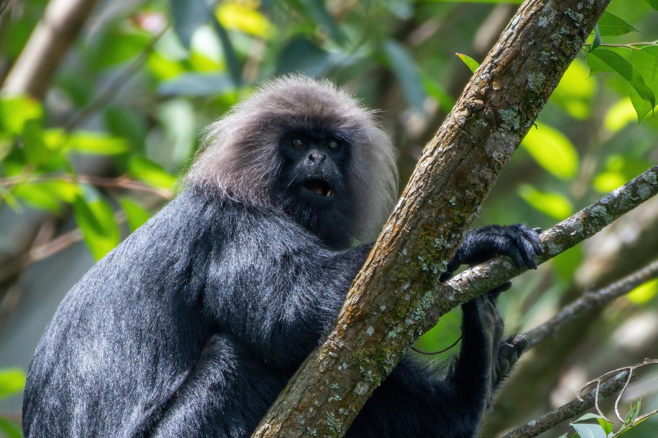 Nilgiri Langur (Trachypithecus johnii)
As its name suggests, the Nilgiri langur is found in the Nilgiri Hills of the Western Ghats in South India. Its range also includes Kodagu in Karnataka, Kodayar Hills in Tamil Nadu, and many other hilly areas in Kerala and Tamil Nadu. The species is classified as vulnerable due to habitat destruction and poaching for its fur and flesh, the latter believed to have aphrodisiac properties