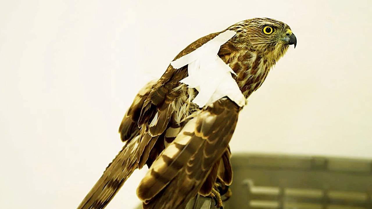 Maharashtra: Goshawk takes flight after months of treatment