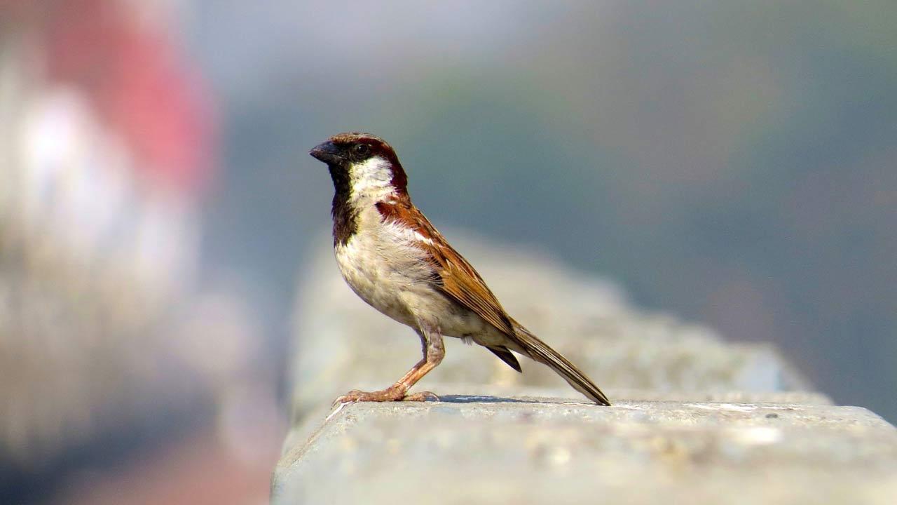 Every year, World Sparrow Day is celebrated on March 20 to raise awareness about the birds and their conservation. Image for representational purpose only. Photo Courtesy: iStock