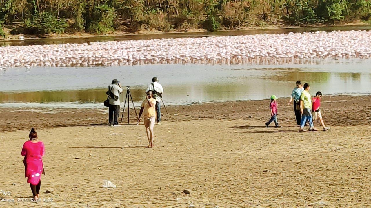NGO writes to NMMC chief seeking action against people going close to flamingoes
