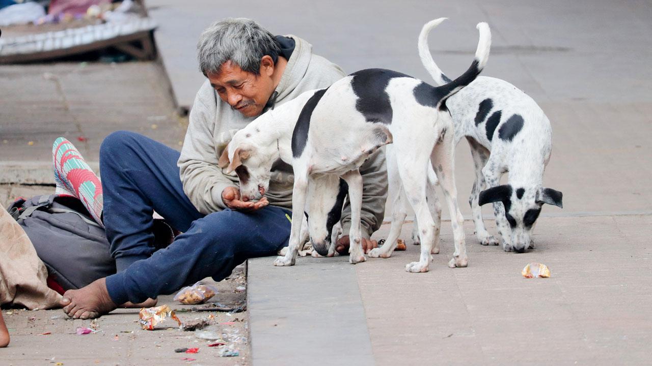 A homeless man feeds stray dogs at Malad East. File Pic/Anurag Ahire