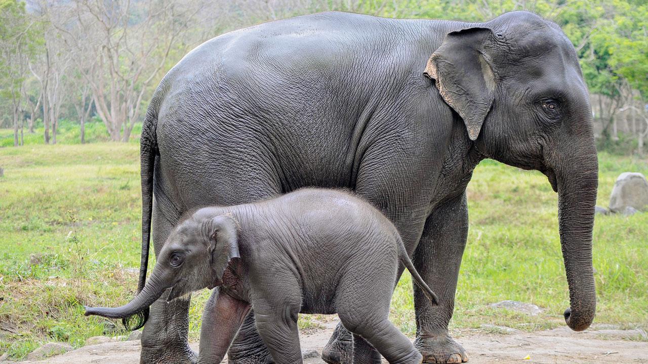 Tamil Nadu forest dept tracks orphaned calves