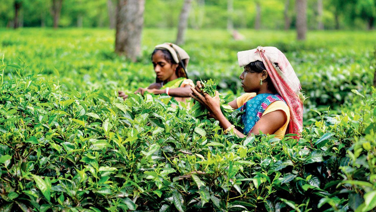 Tea sector threatened globally due to climate change: Indian Tea Association
