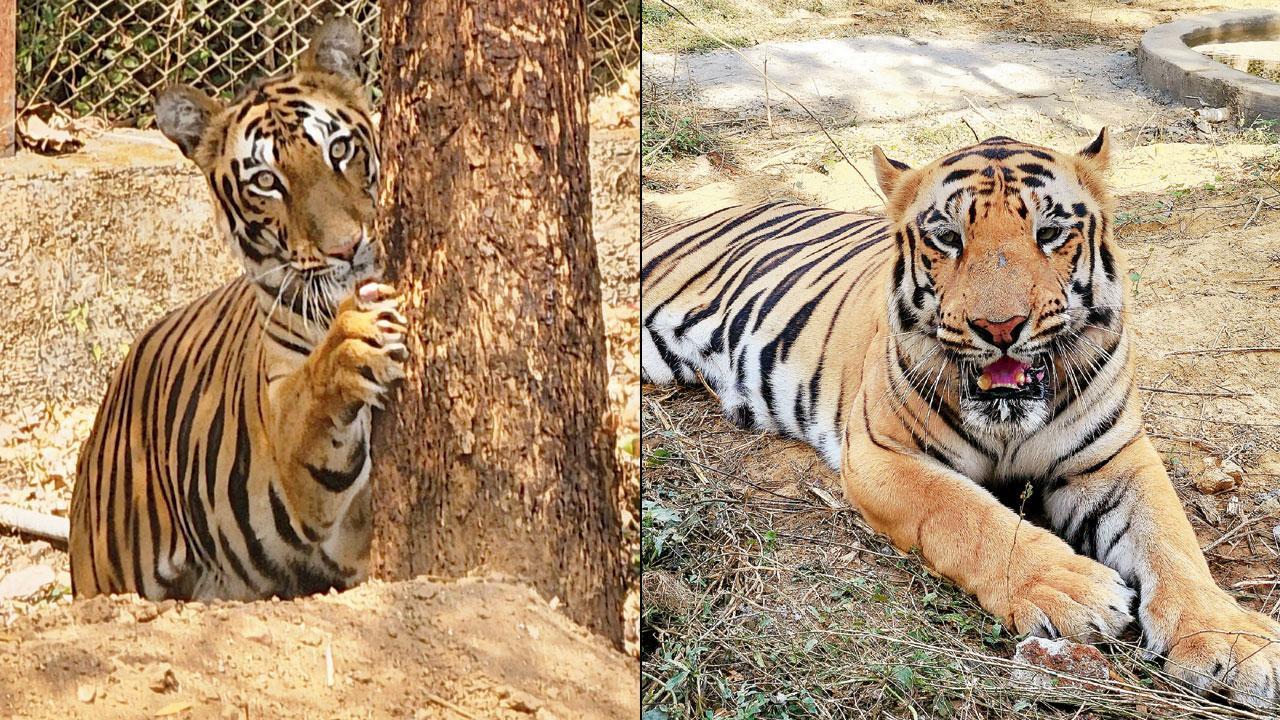 Mumbai: SGNP welcomes four tiger cubs after 13 years