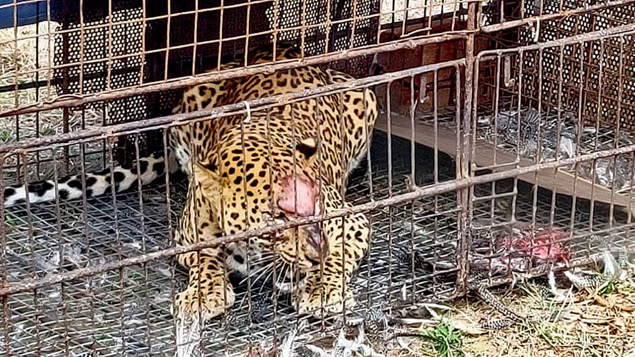 ‘How was cage to trap leopard so professionally designed?’