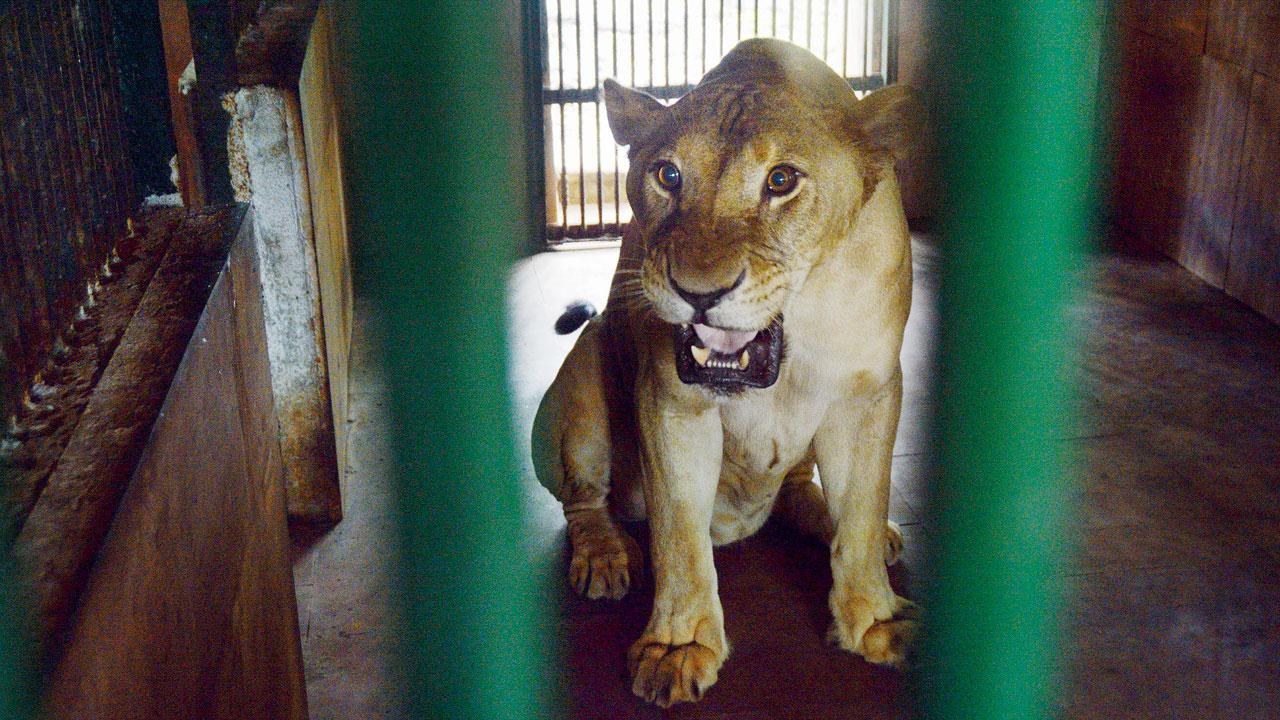 One of the lionesses in her enclosure at SGNP. File Pic/Satej Shinde