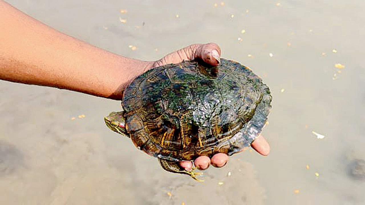 Thane: NGOs rescue 12 turtles from Railadevi lake
