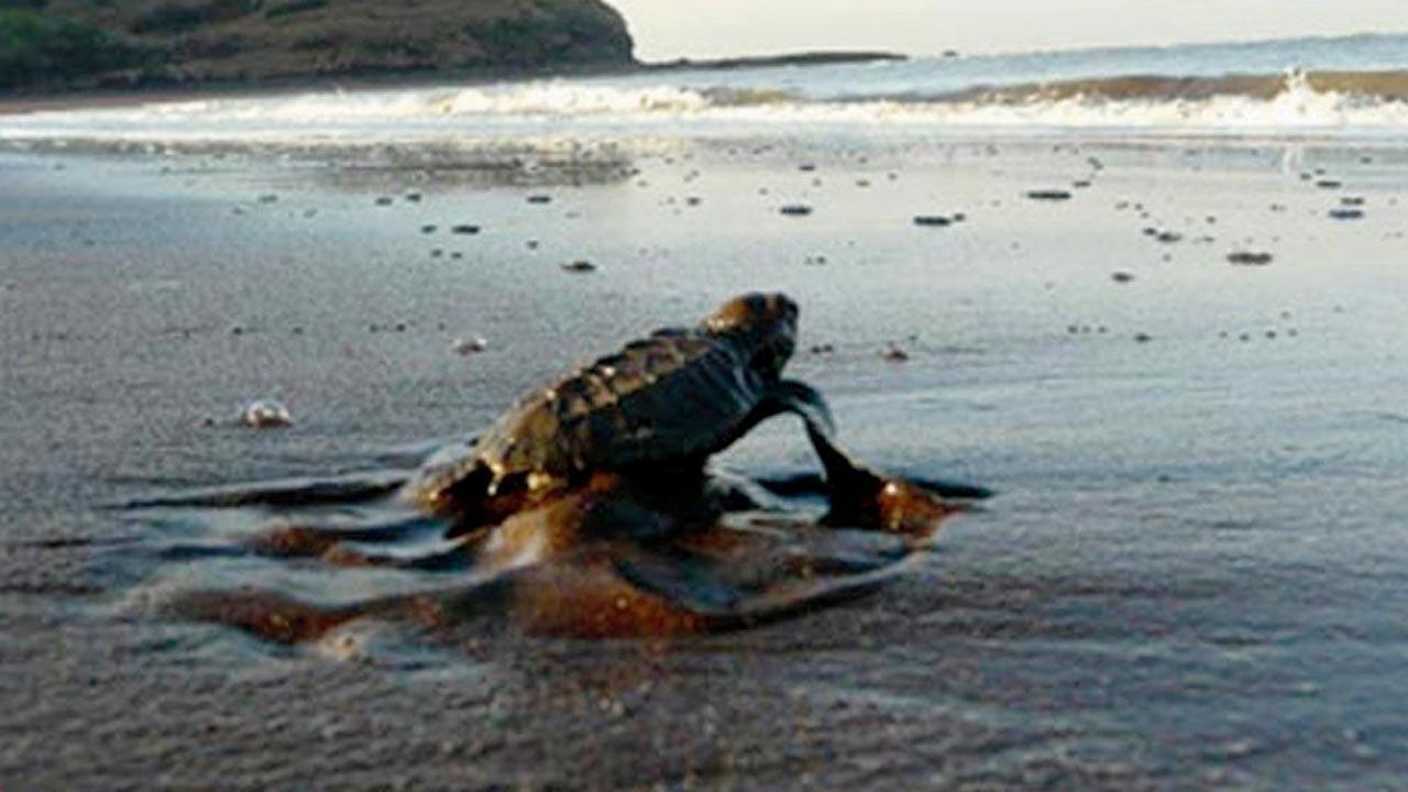 Tips on where, and how to watch newly-hatched Olive Ridley turtles in Mumbai