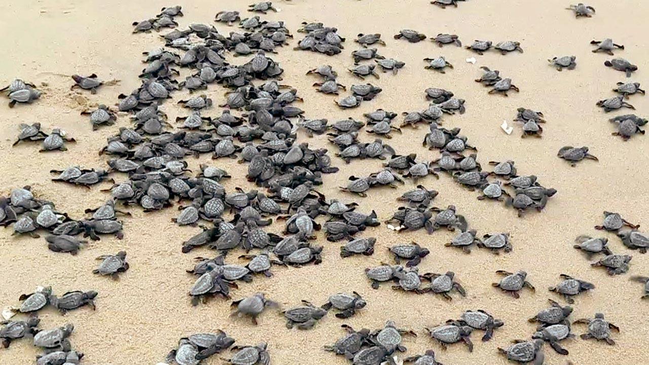 Young turtles  on the beach after the hatching