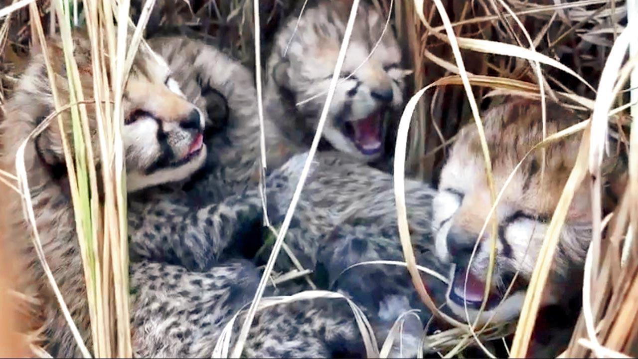 Madhya Pradesh: Four cheetah cubs born on Indian soil after several decades
