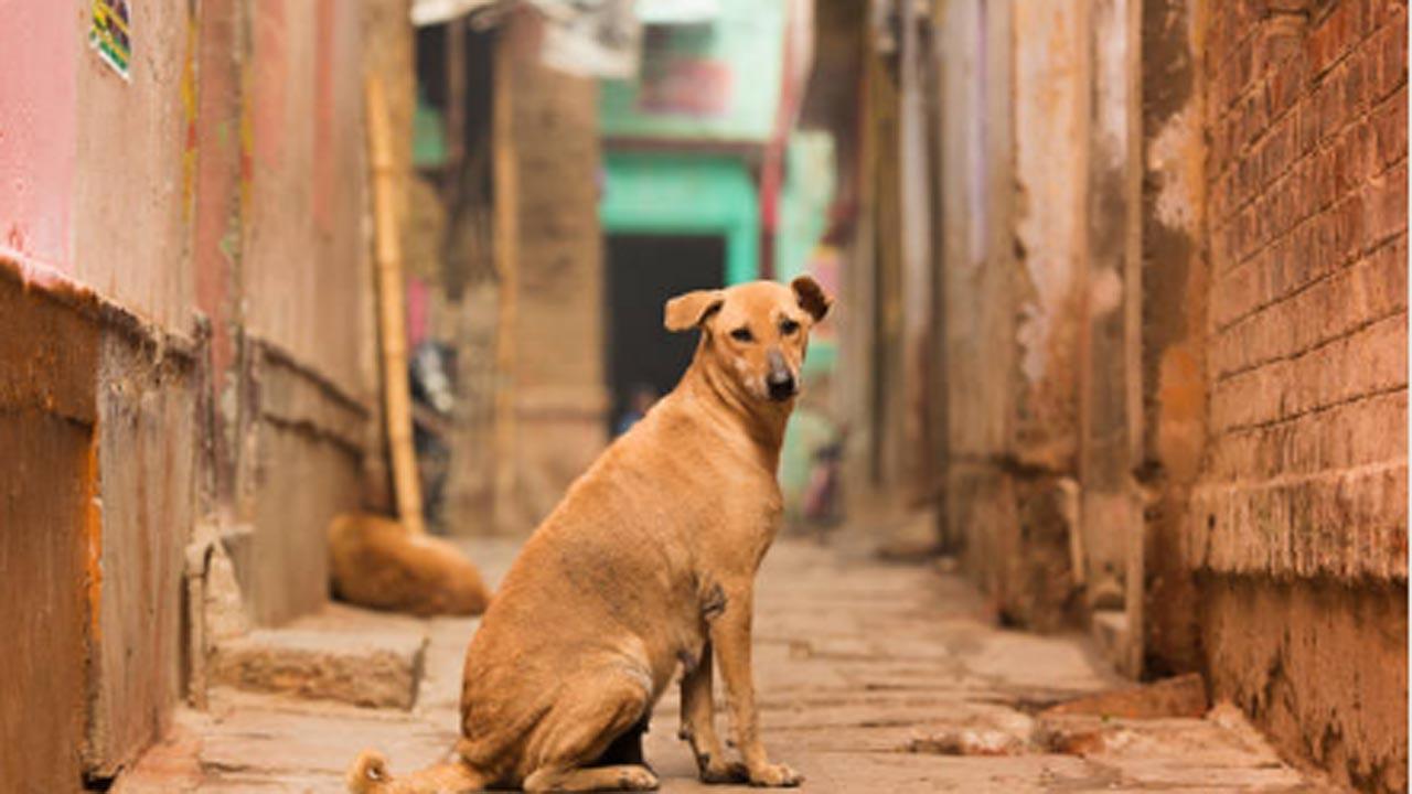 Mumbai: Over 50 pc dogs suffering from canine distemper die in Parel hospital