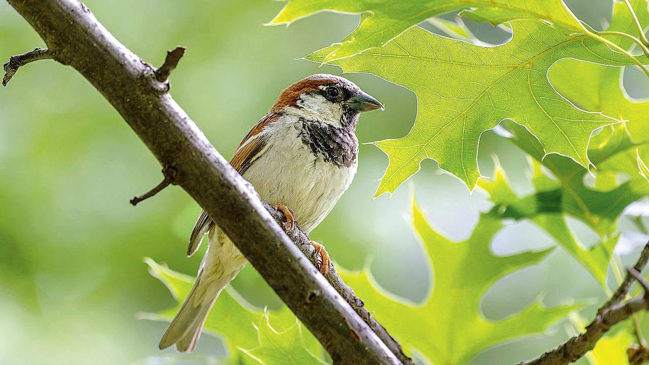 Male common sparrow.  Pic Courtesy/Wikimedia Commons