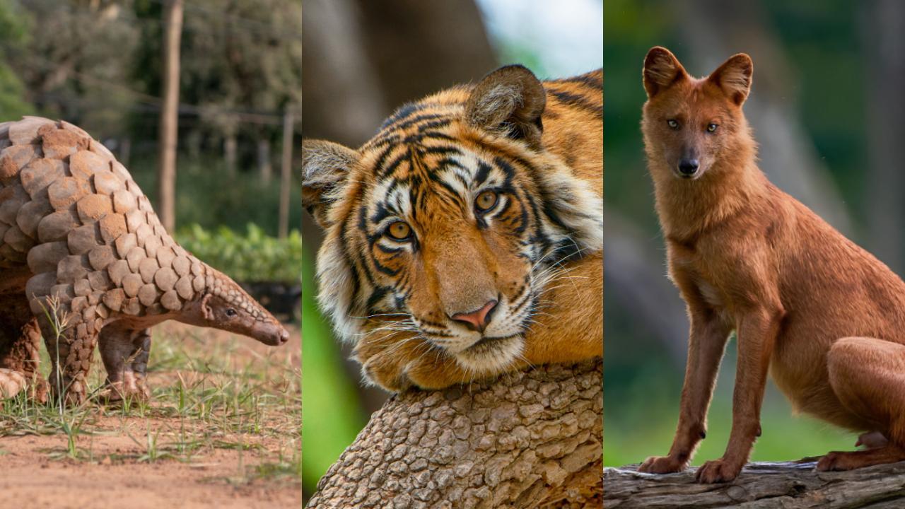 World Wildlife Day 2023: Indian Pangolin to Indian Wild Dog, 6 endangered  species of India