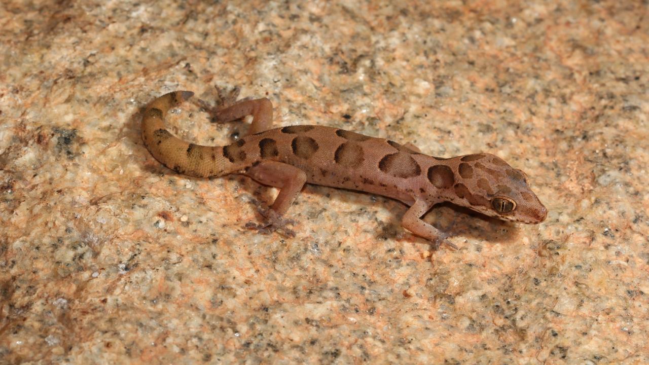 Maharashtra researchers discover new species of bent-toed gecko in Kerala