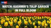 Don’t Miss This Beautiful Tulip Garden In Kashmir