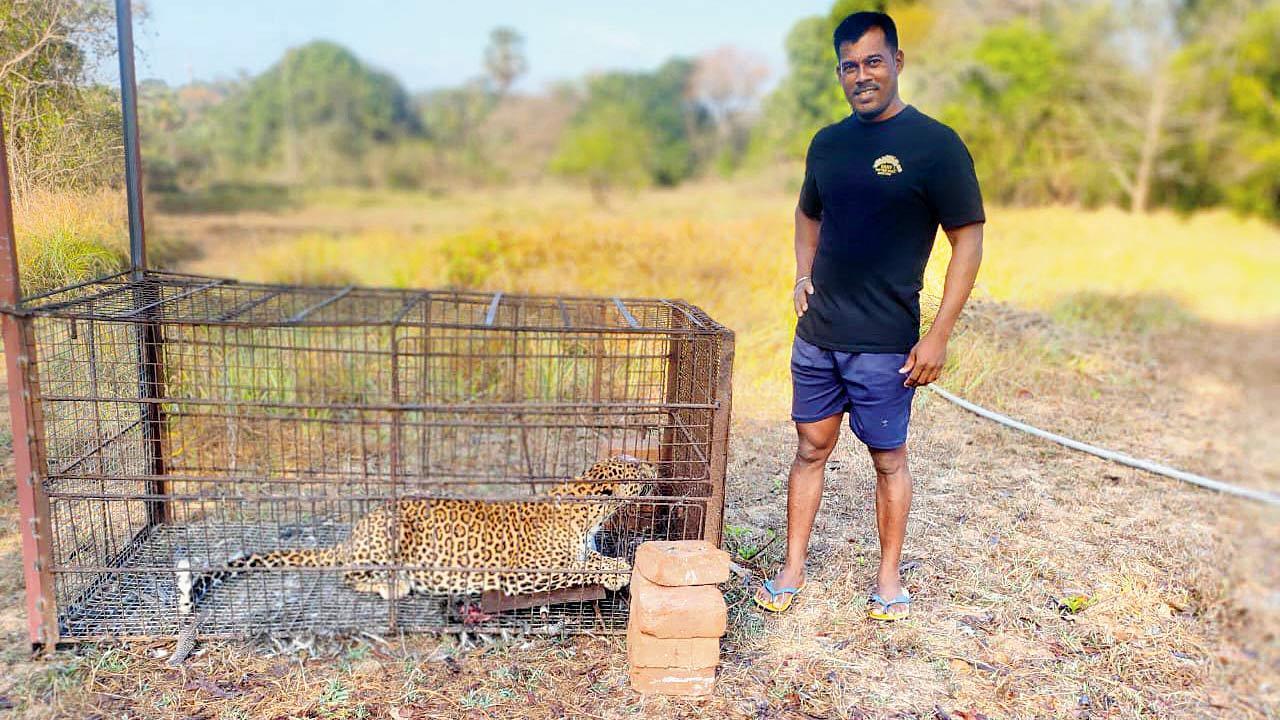 Maharashtra: Uttan villagers trap leopardess, one detained 