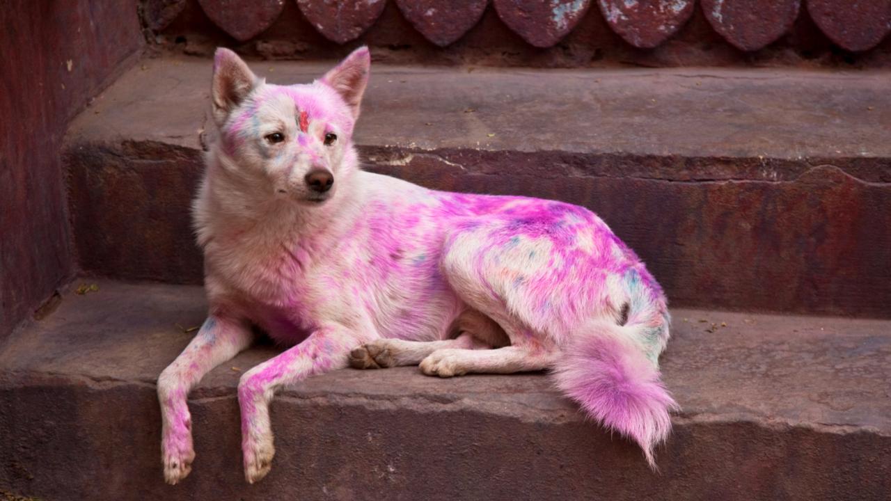 Don't forget about stray animalsDuring Holi, it's also important to care for street animals since they are often exposed to harmful colours and skin allergies that come with it. In case you do find a stray animal around, with colours on them, you can wipe them down with a gentle pet wipe. Ensure you approach any stray during this time with caution, because it is a stressful time for them too. Photo/iStock