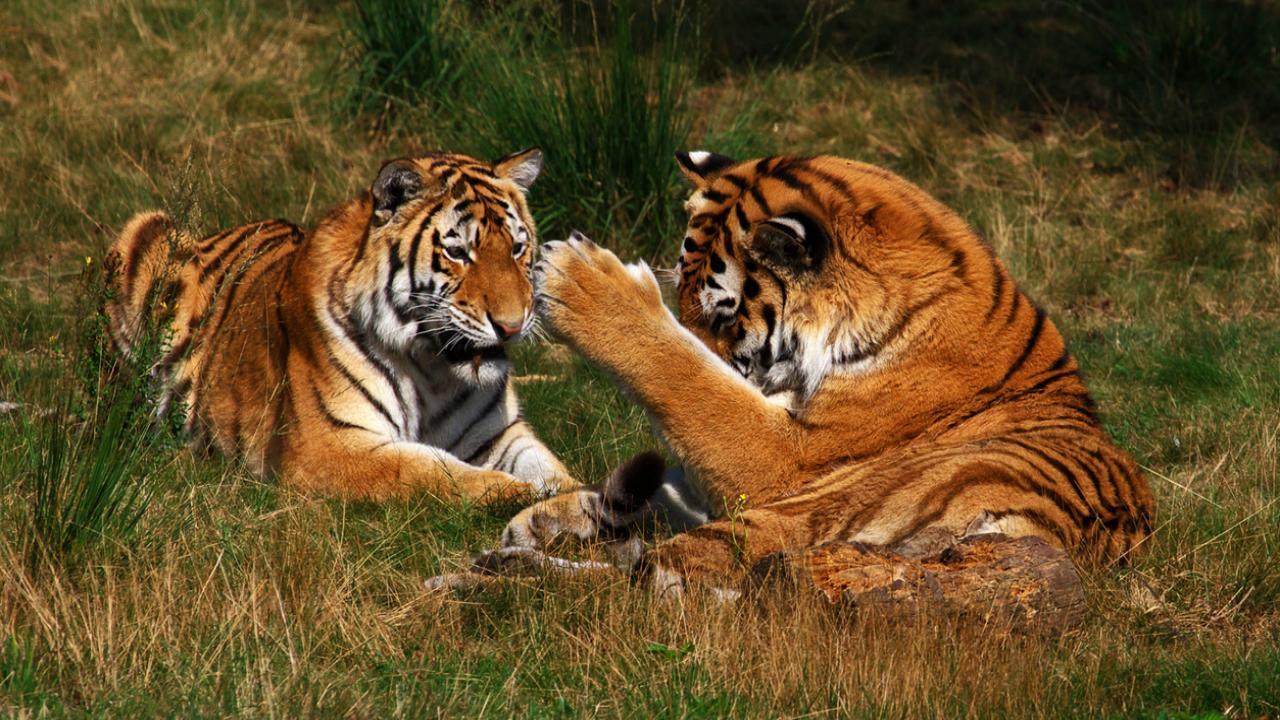Maha: Five tigresses to be shifted from Chandrapur to NNTR to improve male-female big cat ratio