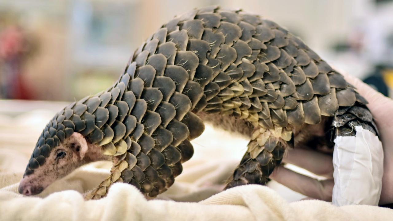 Pangolins are said to be the world's most trafficked animal owing to their scales. Almost 10,000 Pangolins are traded each year. They are hunted for their meat and magnificent scales that are used for medicinal purposes and also for textile designs (Pic/AFP)