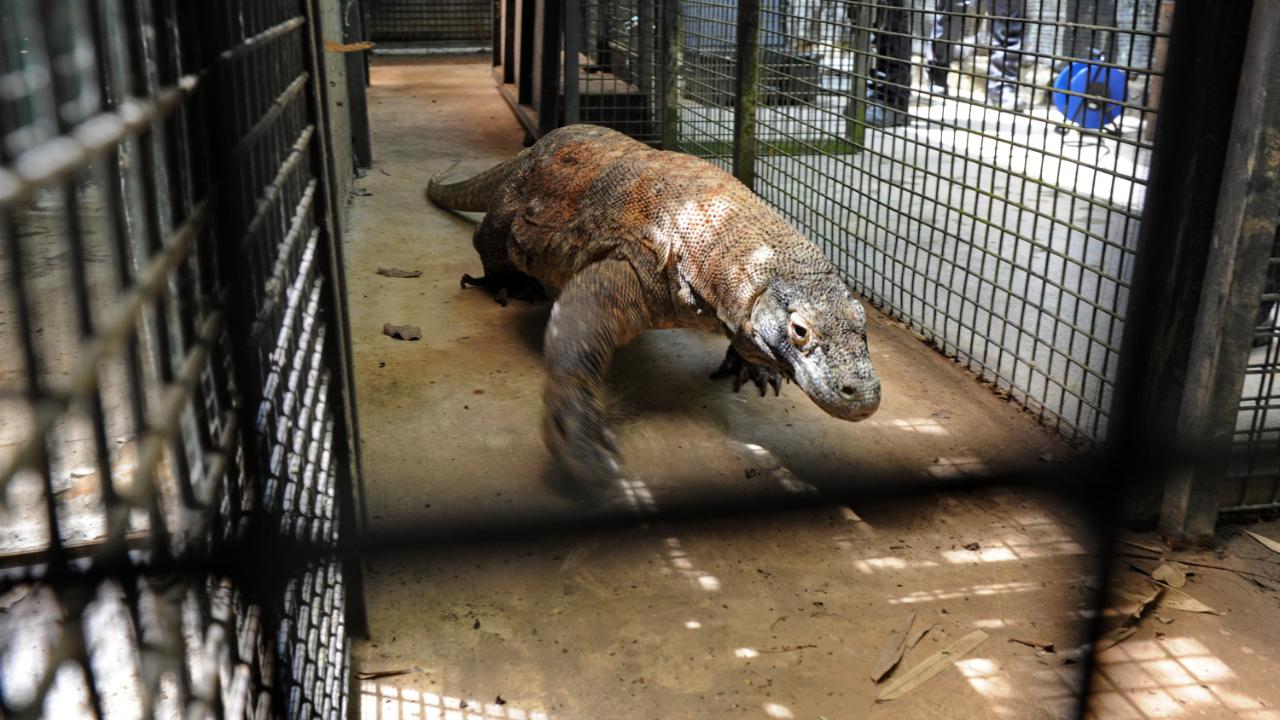 Komodo Dragons are the largest lizard species and exist mainly in Lesser Sunda Islands of Indonesia. They are smuggled from abroad into various cities of India including Mumbai. In the black market, its worth stands at USD $30,0000 (Pic/AFP)