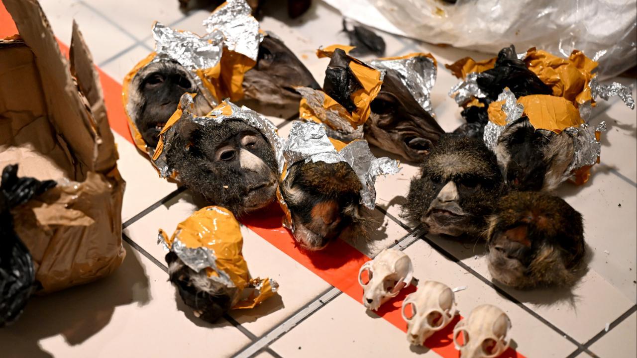 Over 600 smuggled exotic animals were seized at Mumbai airport by RAWW, of which several were found dead. (Pic/AFP)