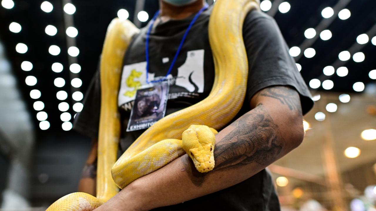 Ball Pythons are snake species found abundantly in West and Central Africa. Smugglers have been caught with several Ball Pythons that they attempted to traffic in India via Chennai and Mumbai airport in 2022 (Pic/AFP)