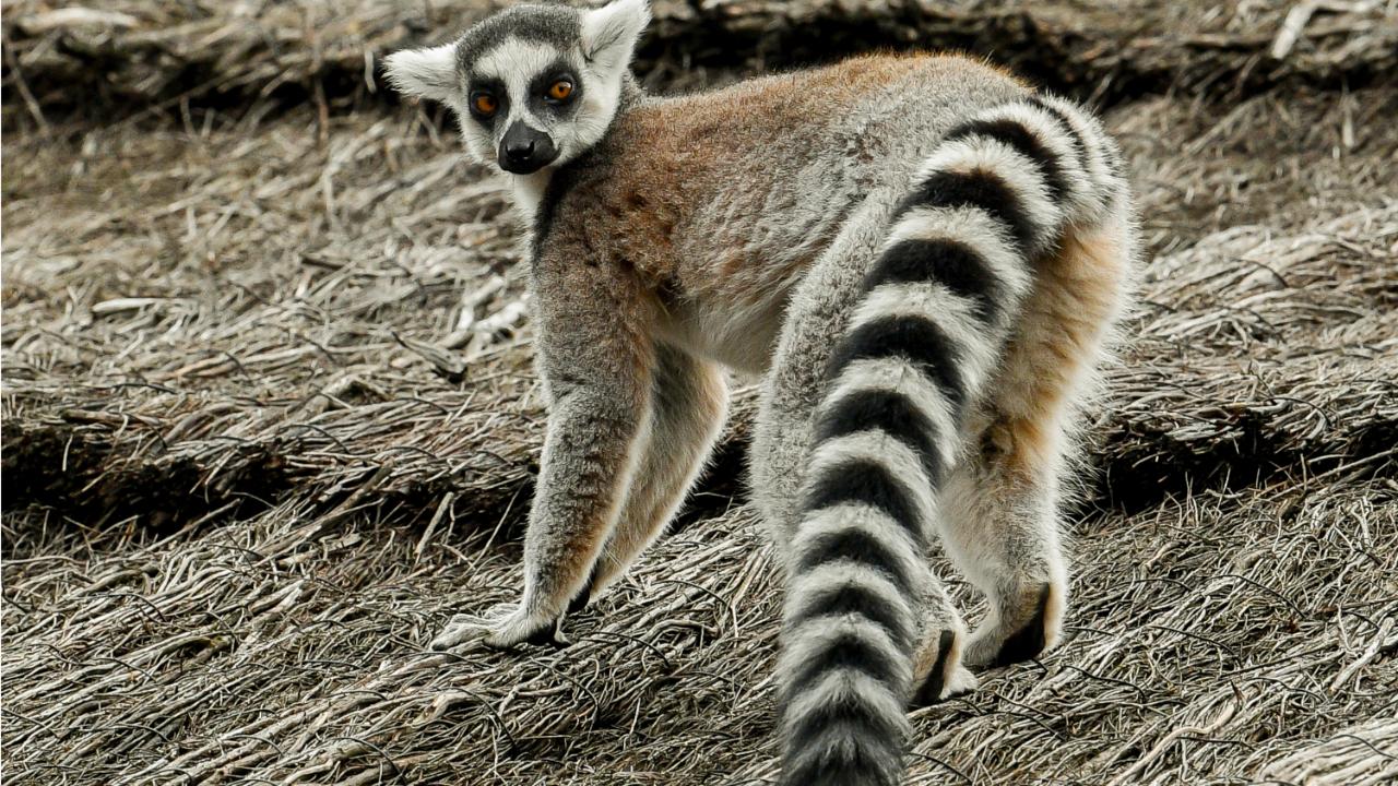 Lemurs are wet-nosed primates of the superfamily Lemuroidea, divided into 8 families and consisting of 15 genera and around 100 existing species. They are endemic to the island of Madagascar. Most existing lemurs are small, have a pointed snout, large eyes, and a long tail (Pic/AFP)
