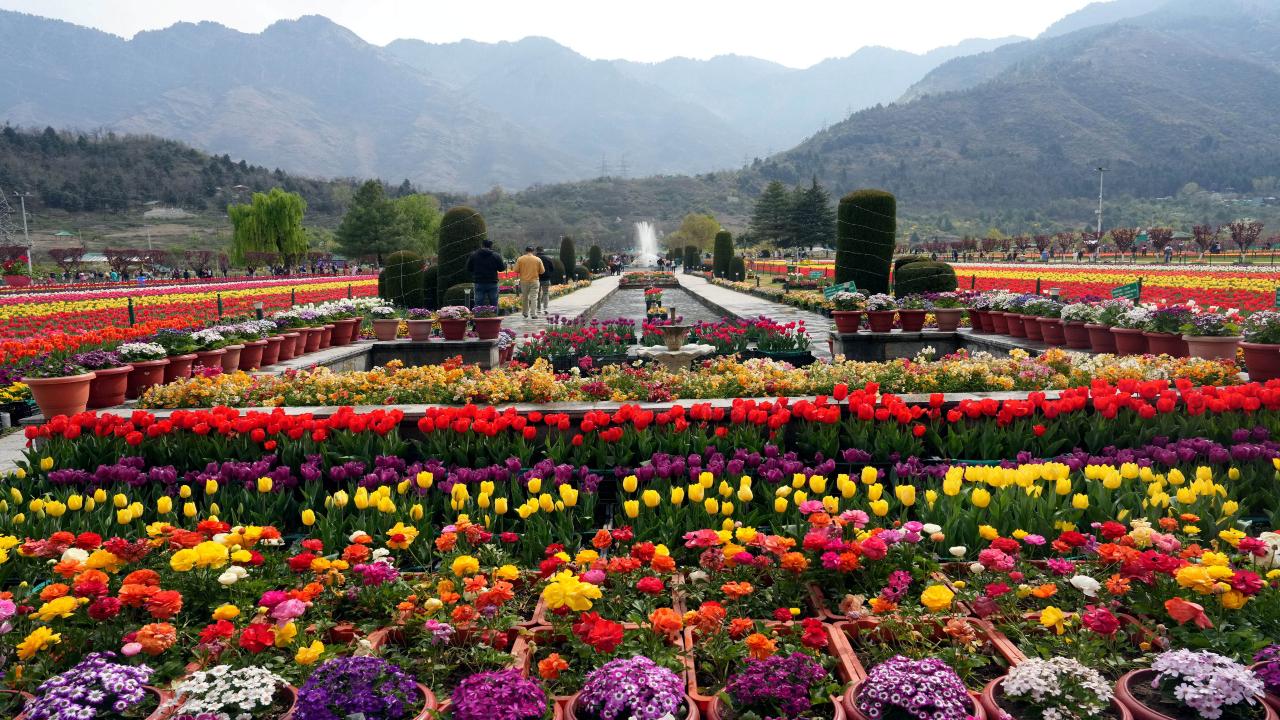 The garden has become a crucial attraction in bridging the slack period between the busy winter and summer tourist seasons in the Kashmir Valley. It has also pushed back the start date of the summer tourism season, which typically begins in the last week of April. 