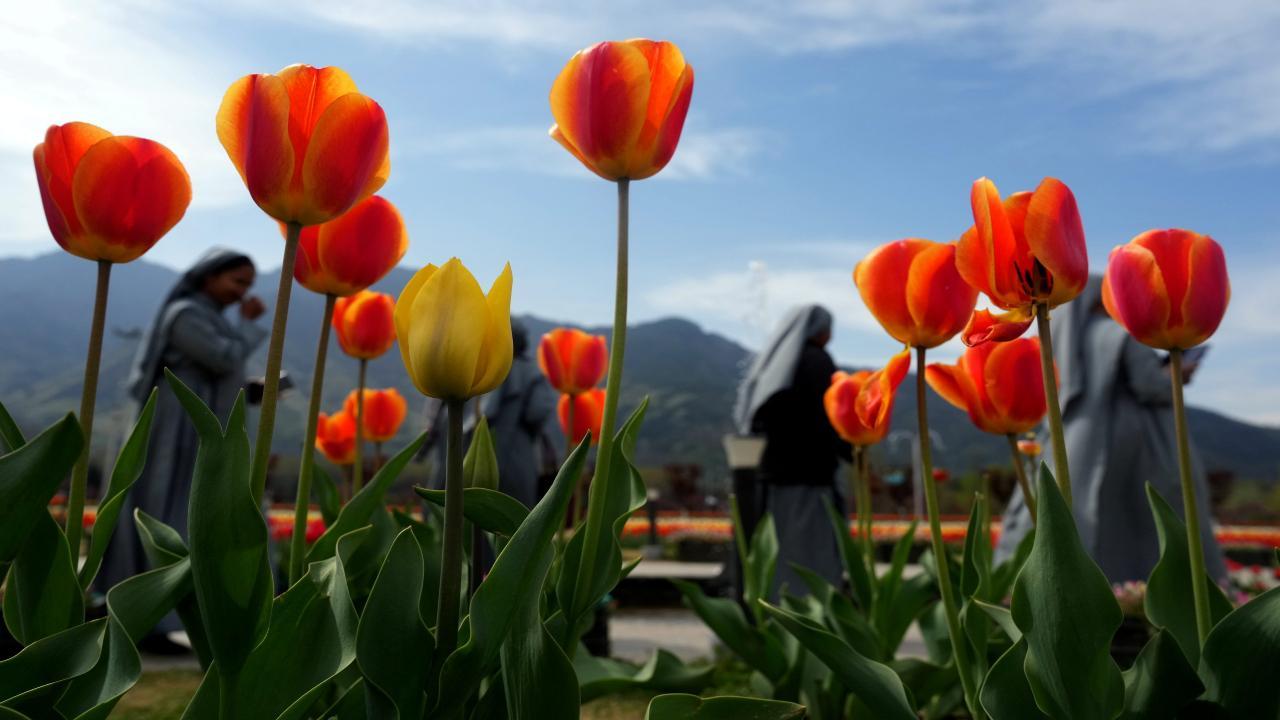 The largest tulip garden in Asia, at the foothills of Zabarwan mountain range in Kashmir's capital city Srinagar, has set a new record by attracting over 100,000 visitors in its first week of operation. Photo/PTI