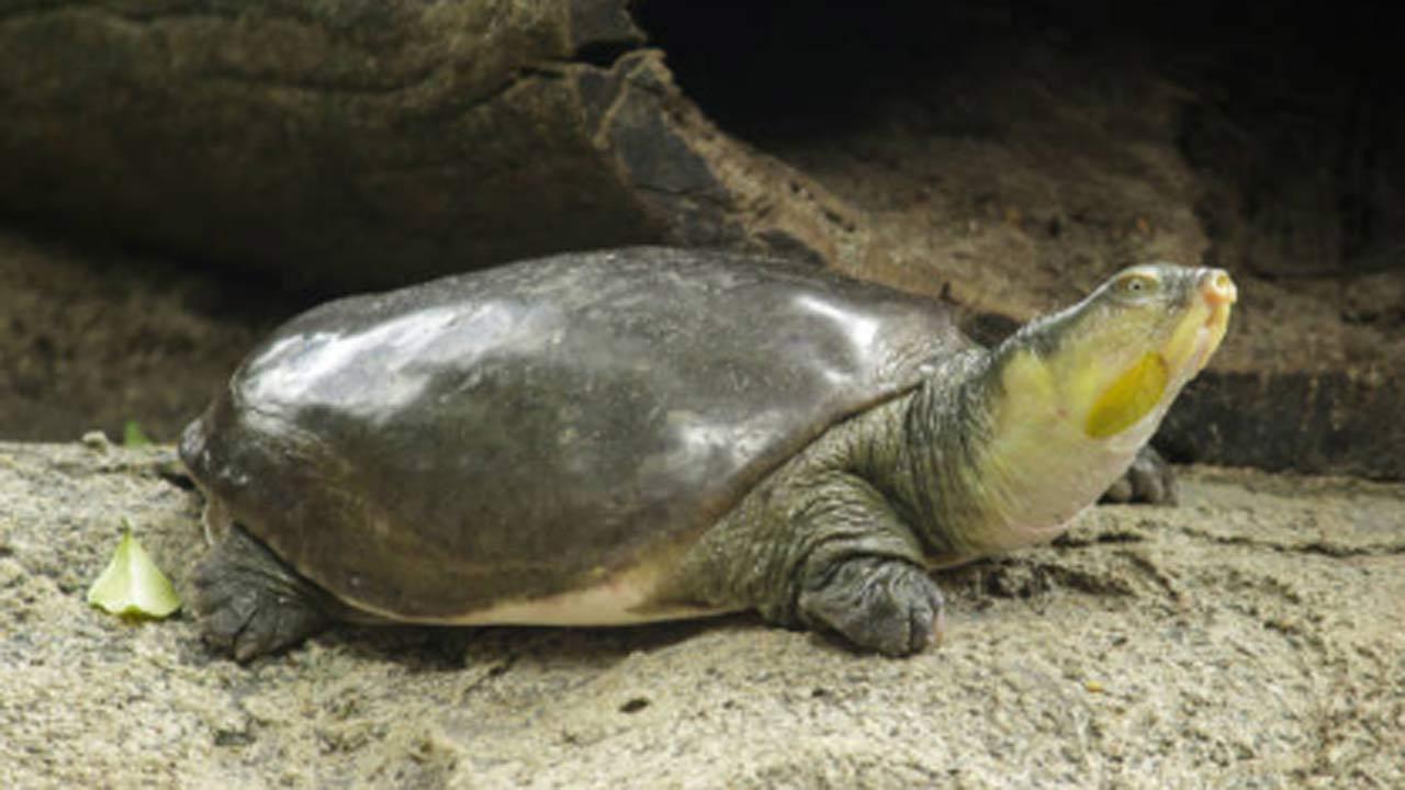 Uttar Pradesh: Railway police seize 97 Indian flapshell turtles being trafficked to West Bengal