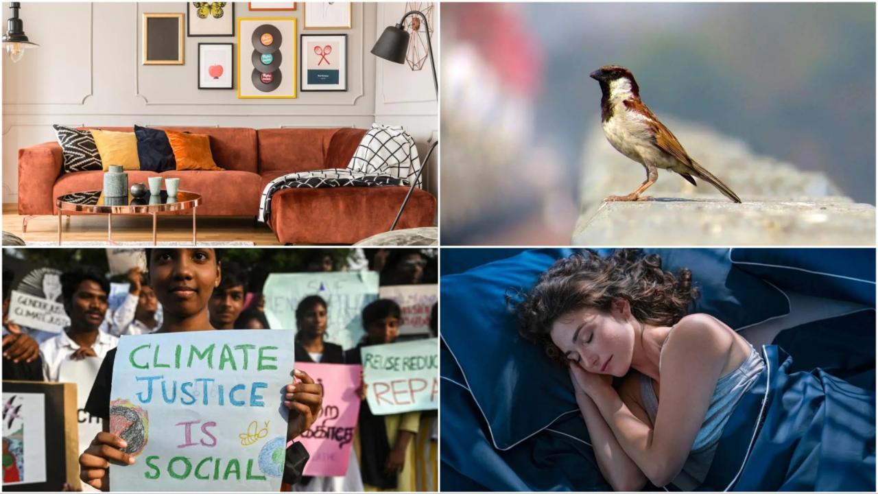 From environment to health: Here’s a weekly roundup of mid-day.com’s top feature stories