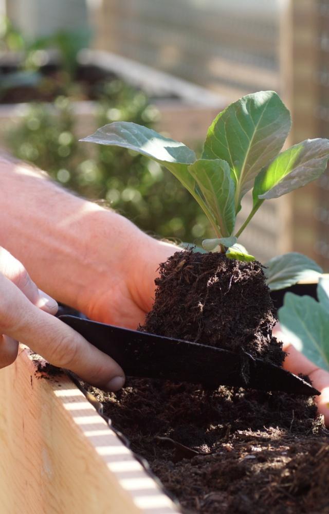5 tips to protect plants this summer