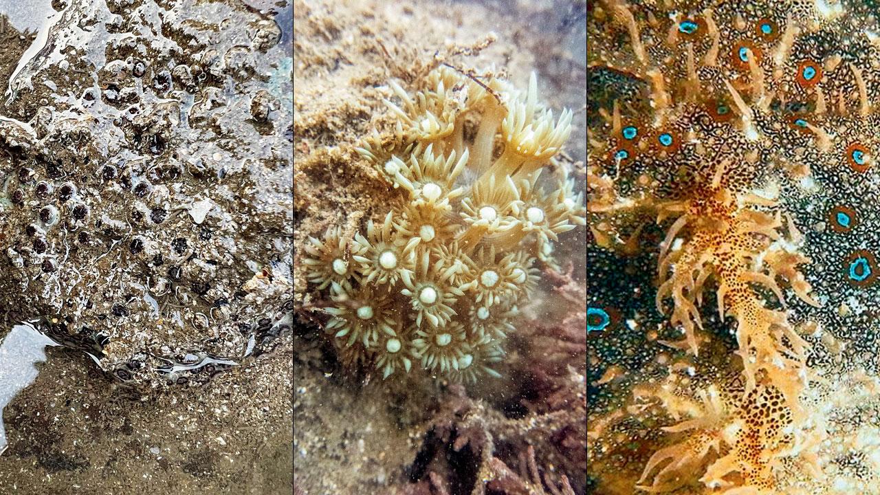 (From left) Burnt cup coral, flowerpot corals, and a ragged sea hare after it had moved into a cosy little tidepool in Mumbai. Pics Courtesy/Shaunak Modi, Pradip Patade