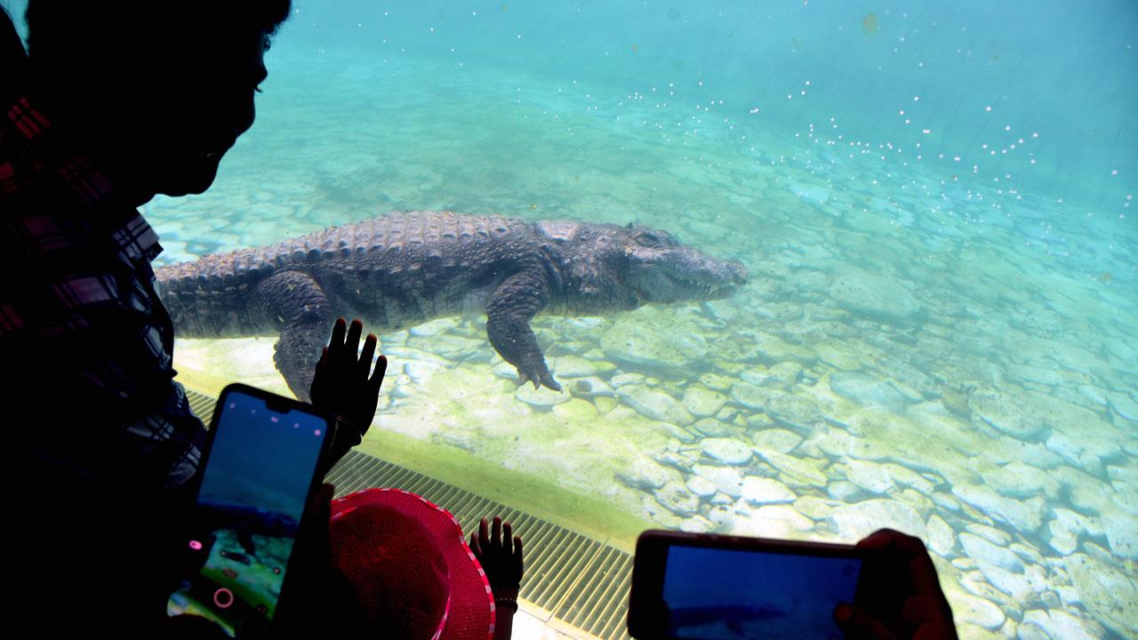 With the opening of a new alligator enclosure, visitors make videos of the underwater reptiles at Byculla zoo. Pic/Shadab Khan