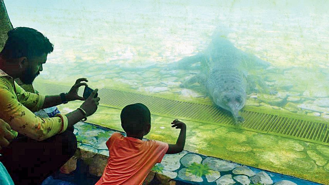 Byculla Zoo's crocodile and gharial exhibit lets visitors view the new additions in their habitat