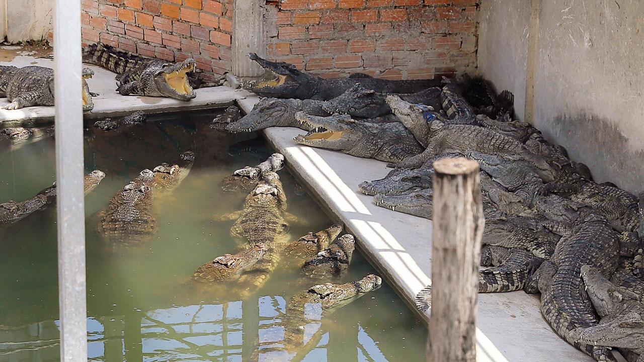 Cambodian man torn apart by 40 crocs