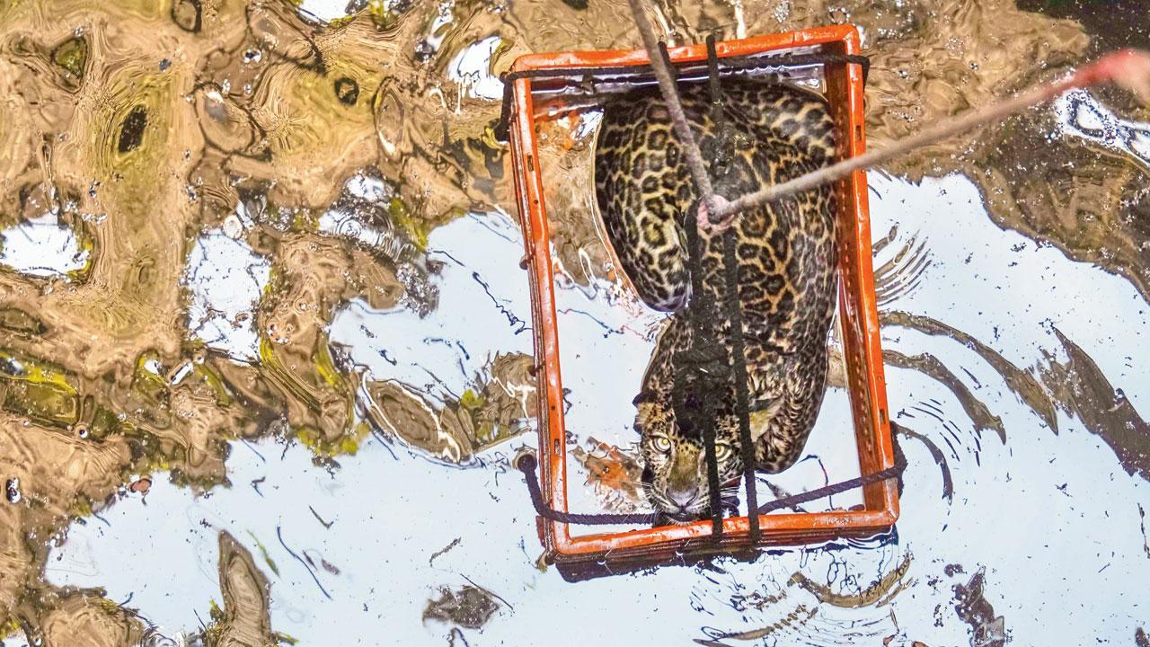 Maharashtra: Two-year-old female leopard rescued from well