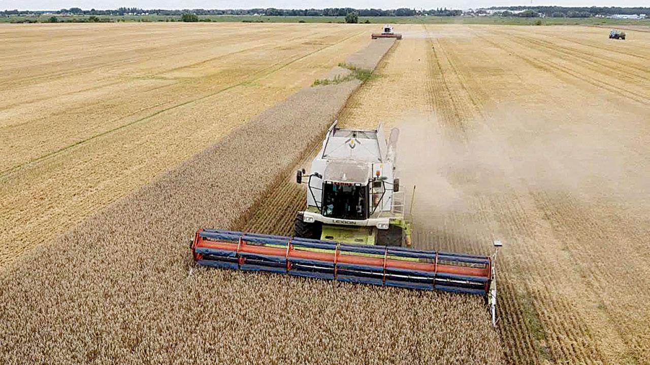 Wheat being harvested in Zghurivka, Ukraine. Pics/AP