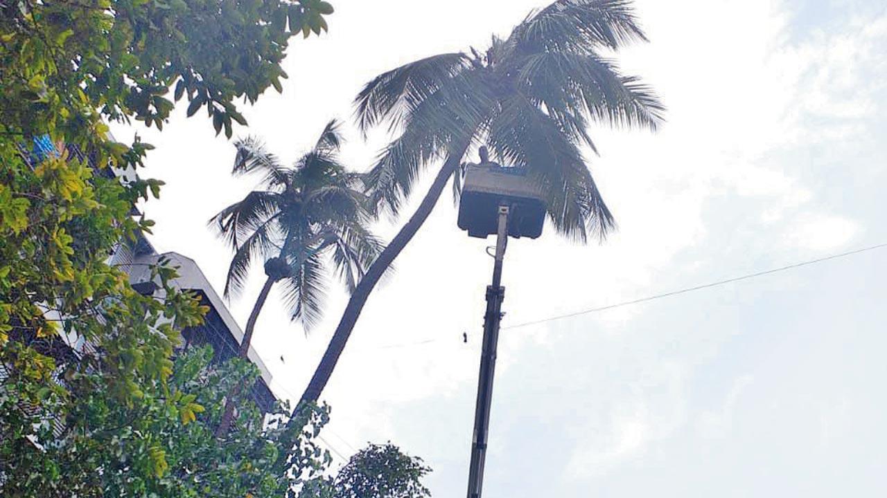Mumbai: Give us sops to trim our own trees, demand residents