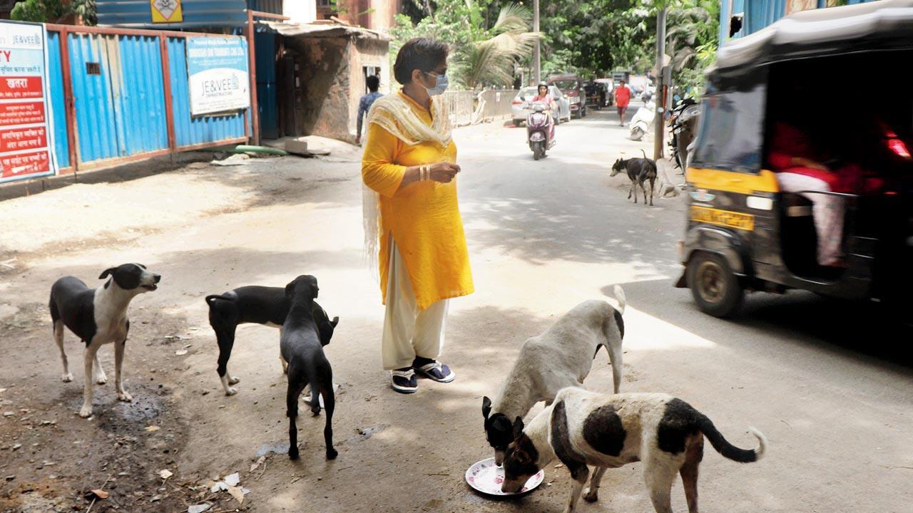 Mumbai: Now, ward-level sterilisation plan to keep dog numbers down Mumbai: Now, ward-level sterilisation plan to keep dog numbers down