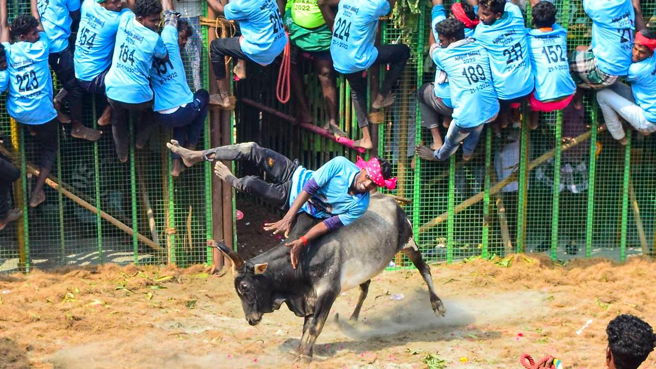 The top court also upheld the validity of similar laws framed by the governments of Maharashtra and Karnataka allowing sports involving animals. It also noted that Jallikattu has been going on for the last few centuries. Pic/PTI